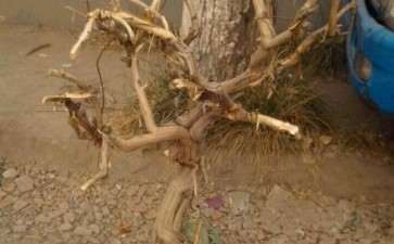 金银花大下山桩 80元 贵吗 图片