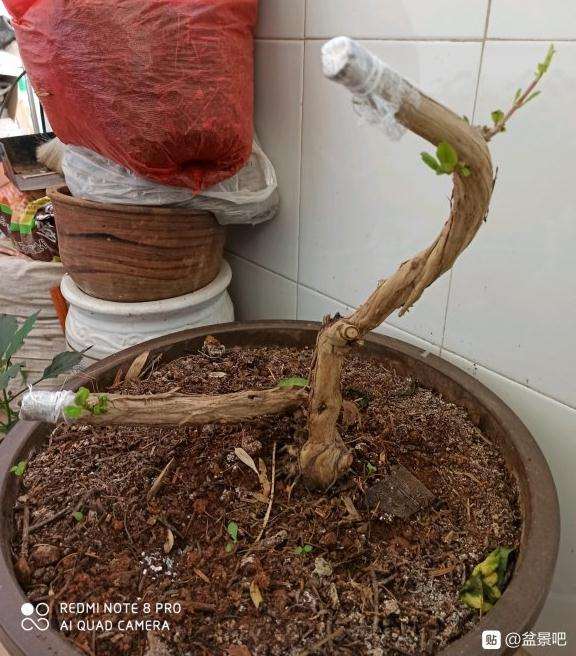 金银花下山桩下部横枝