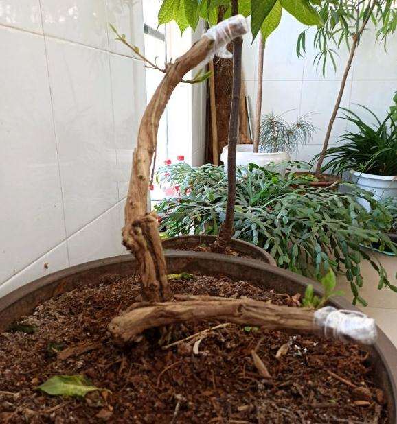 金银花下山桩下部横枝