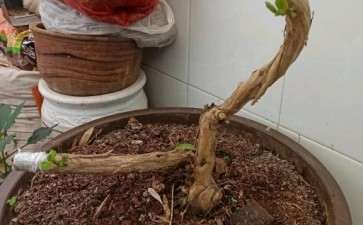 金银花下山桩下部横枝 要不要剪 图片