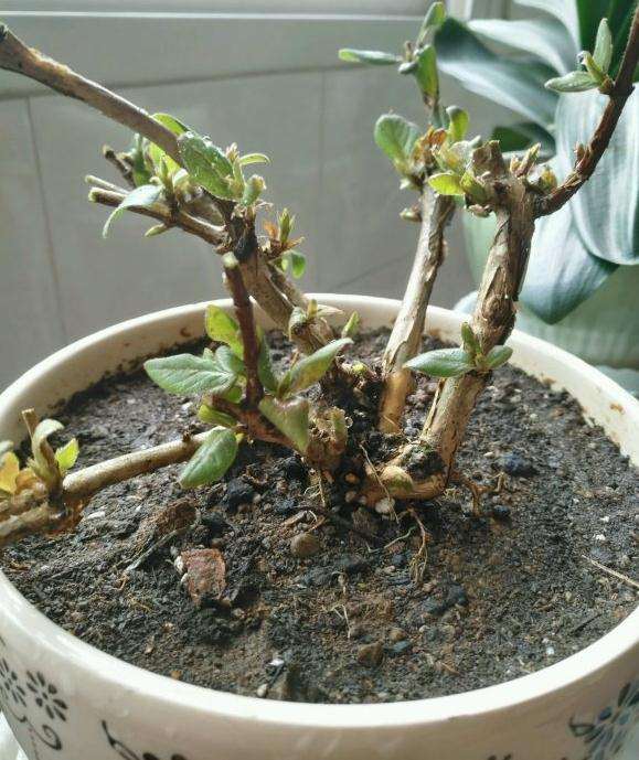 金银花下山桩必须放到室外吗