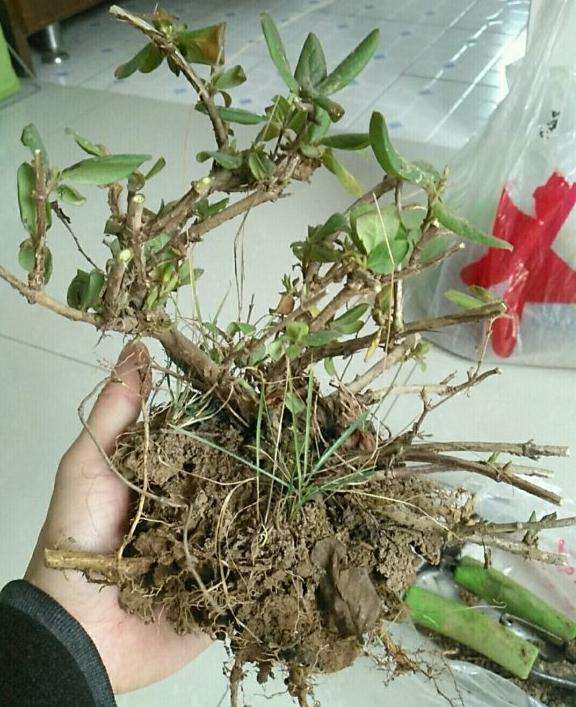 金银花下山桩必须放到室外吗