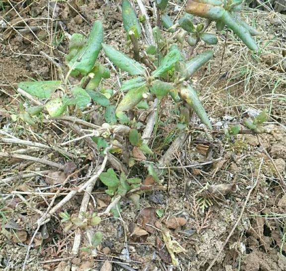 金银花下山桩必须放到室外吗