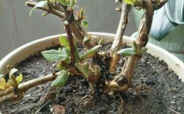 金银花下山桩必须放到室外吗 图片