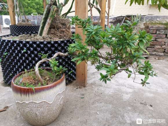 几棵金银花下山桩