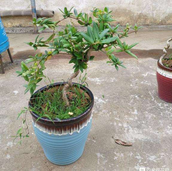 几棵金银花下山桩