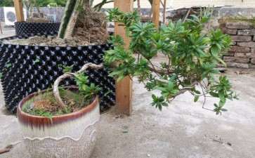 几棵金银花下山桩 怎么造型 图片