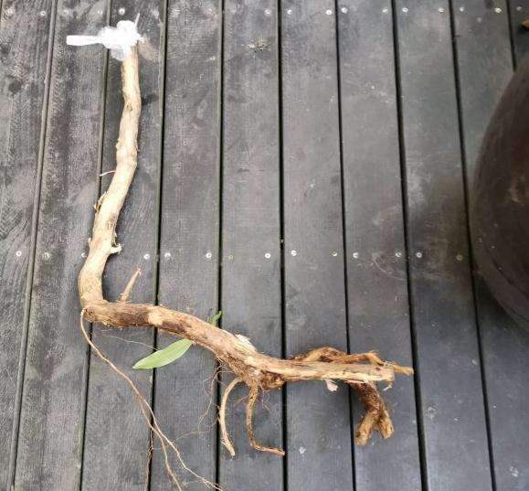 金银花下山桩可以养成盆景吗