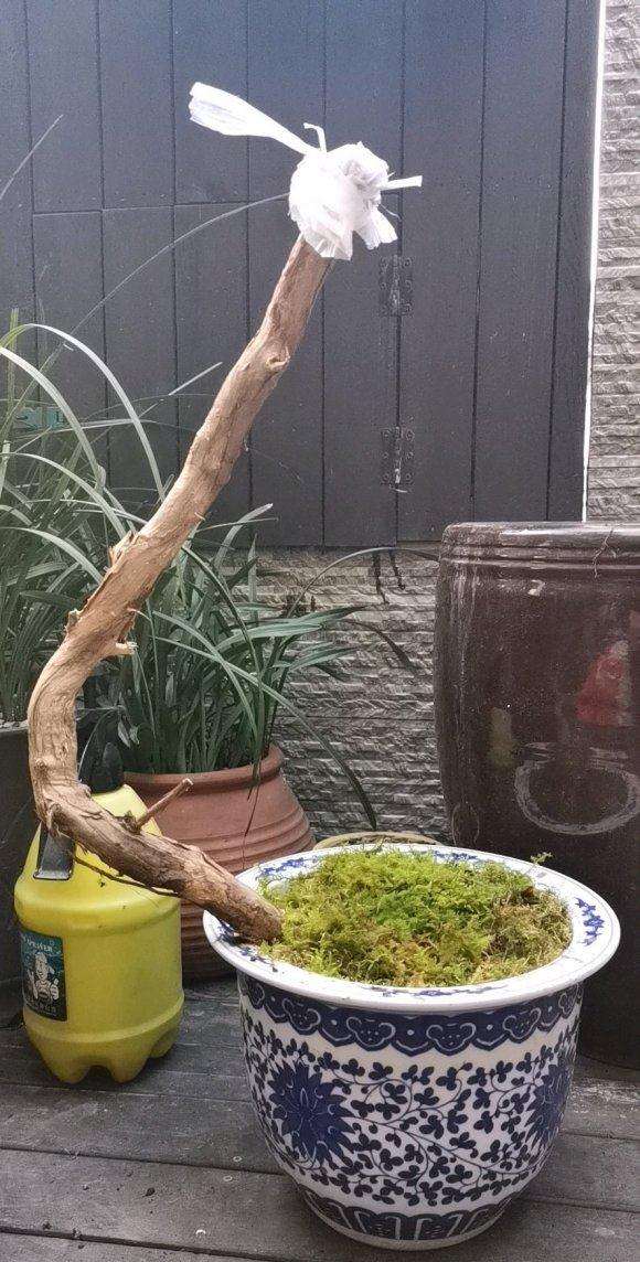 金银花下山桩可以养成盆景吗