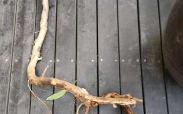 金银花下山桩可以养成盆景吗 图片