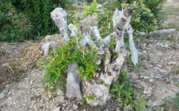 有人玩金银花下山桩吗 这里好多 图片