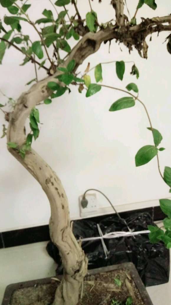 这盆金银花下山桩为什么不争气