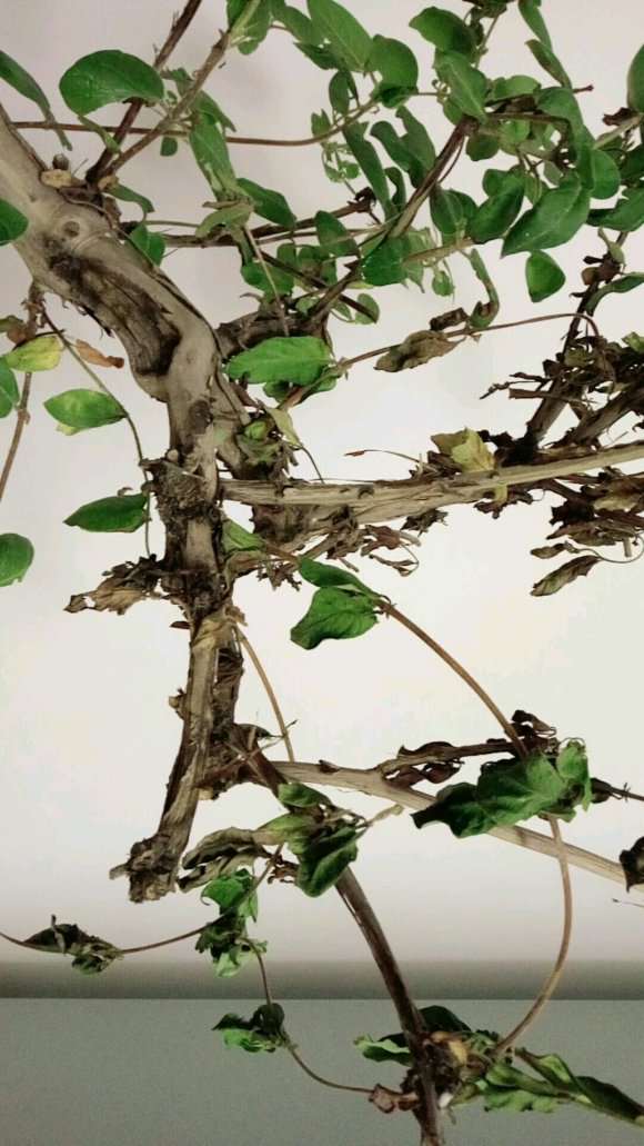 这盆金银花下山桩为什么不争气