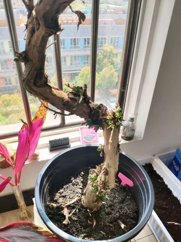 金银花下山桩种下快一个月了