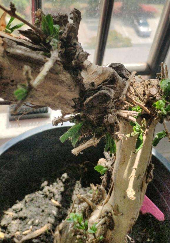 金银花下山桩种下快一个月了