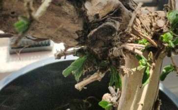 金银花下山桩种下快一个月了 图片