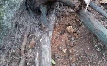 山里挖的野生金银花下山桩 可以吗 图片