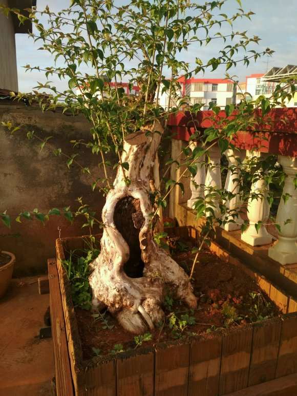百年金银花下山桩 1600元