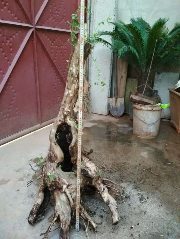 百年金银花下山桩 1600元