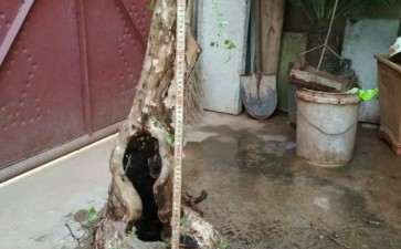 百年金银花下山桩 1600元 贵吗 图片