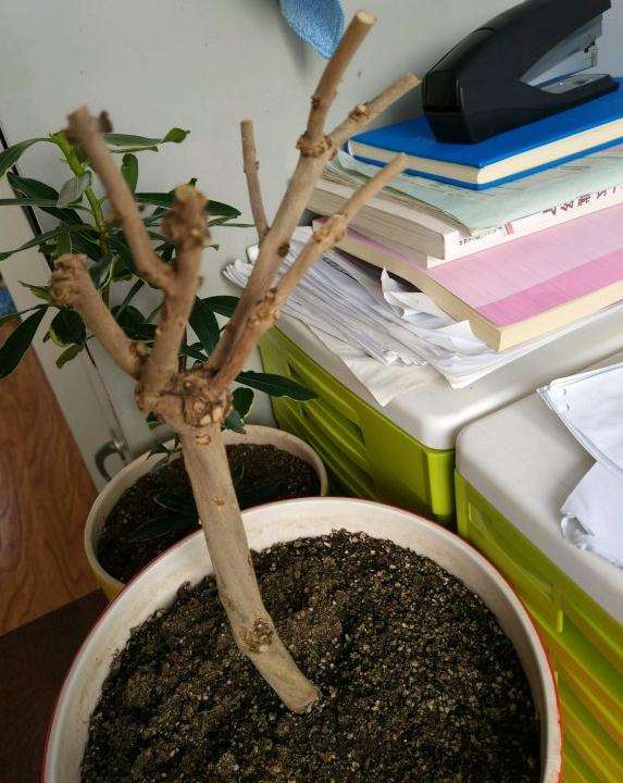 金银花室内下山桩小盆栽