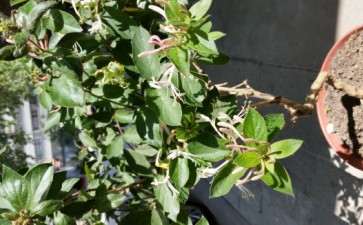 金银花下山桩和金银木更喜欢哪一种