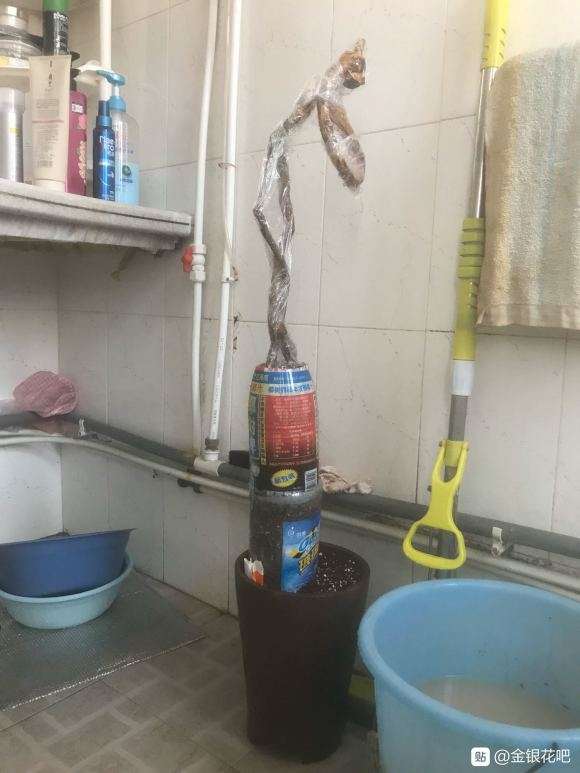 金银花下山桩用栽植 可以吗