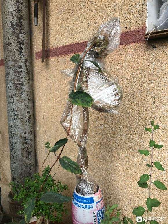 金银花下山桩用栽植 可以吗