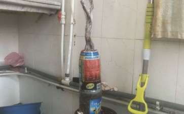 金银花下山桩用栽植 可以吗 图片