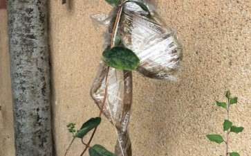 金银花下山桩栽下几天了 迟迟不发芽 图片