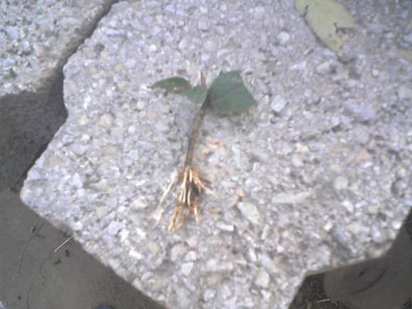 金银花下山桩扦插成功