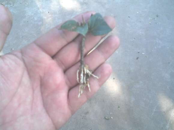 金银花下山桩扦插成功