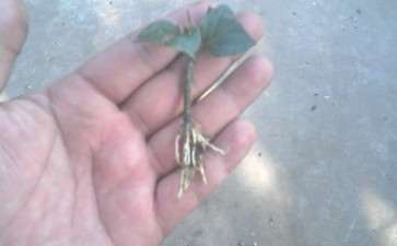 金银花下山桩扦插成功 图片