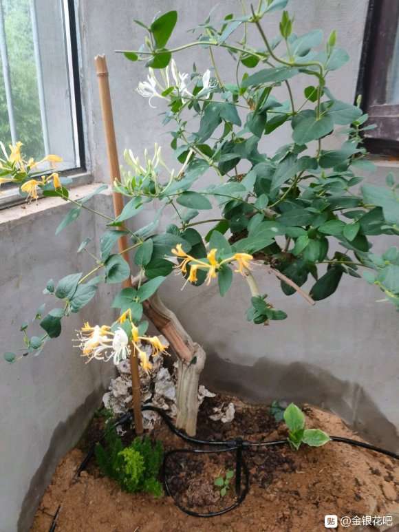 金银花下山桩修剪不成树形