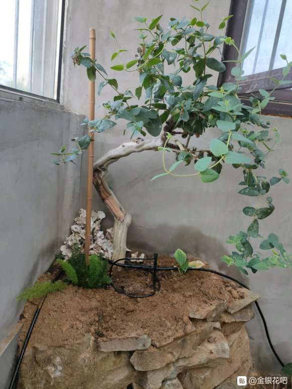 金银花下山桩修剪不成树形