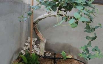 金银花下山桩修剪不成树形 怎么办 图片