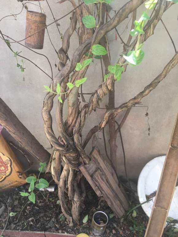 10年树龄金银花下山桩 枯萎