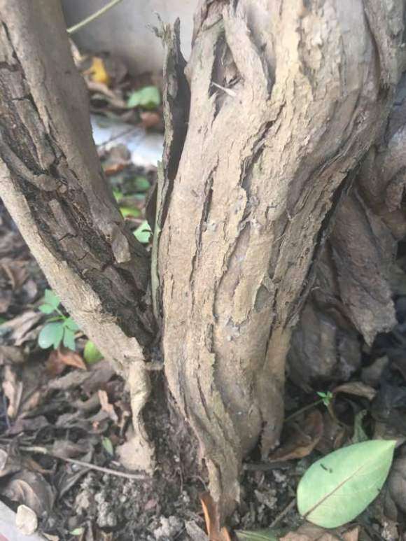 10年树龄金银花下山桩 枯萎