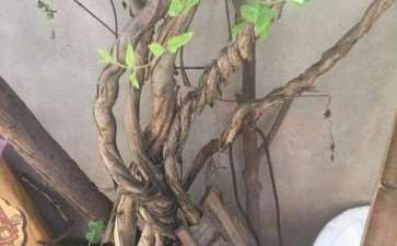 10年树龄金银花下山桩 枯萎了 怎么办