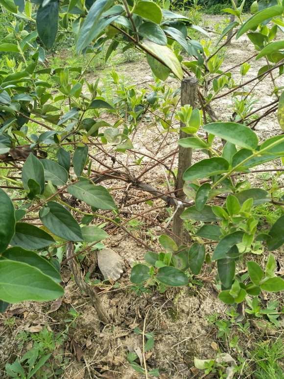 第一次见金银花下山桩