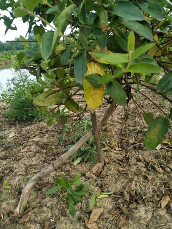 第一次见金银花下山桩