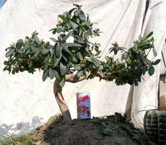 养了十年的金银花下山桩
