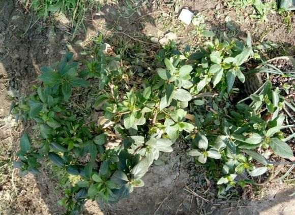 养了十年的金银花下山桩