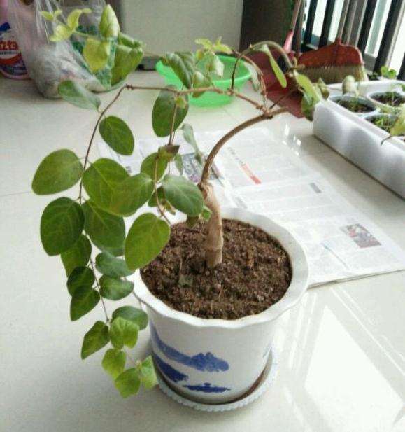 金银花下山桩黄叶了 果断翻盆 