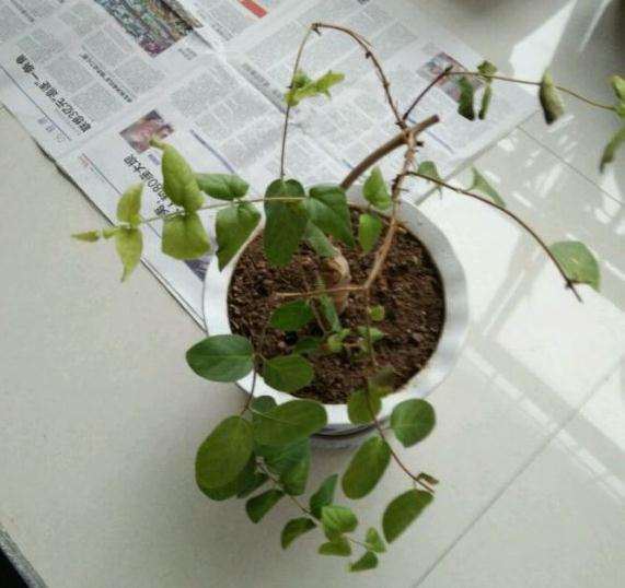 金银花下山桩黄叶了 果断翻盆 