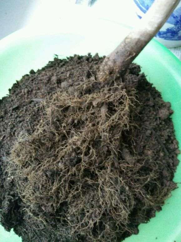 金银花下山桩黄叶了 果断翻盆 