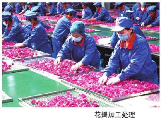 山东食用玫瑰花的产业经济