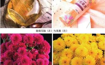 花仙子万花园罗勒供货量可达上百万盆