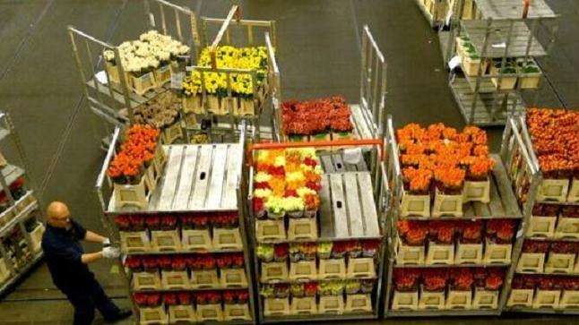 2020年3月KIFA花卉拍卖交易行情