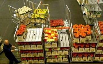 2020年3月KIFA花卉拍卖交易行情